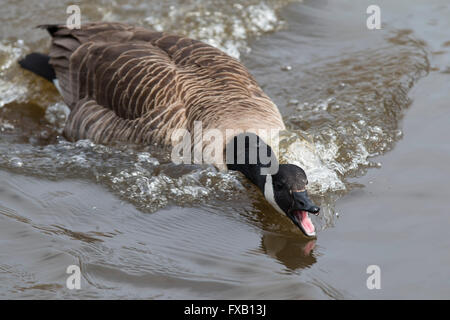 Aggressivo Canada Goose shooing off altri oche presso il locale stagno vicino al Royal Victoria Country Park Foto Stock