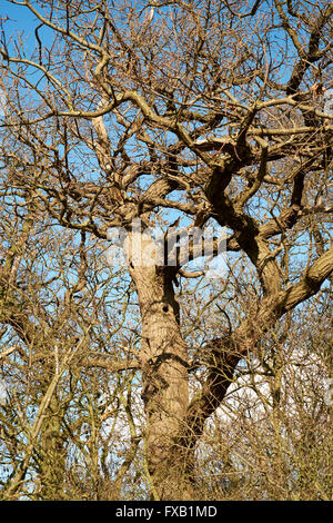 Picchio verde (Picus viridis) nidificazione di fori nel tronco di albero. Bedfordshire, Regno Unito. Foto Stock