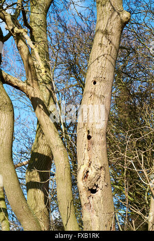 Picchio verde (Picus viridis) nidificazione di fori nel tronco di albero. Bedfordshire, Regno Unito. Foto Stock