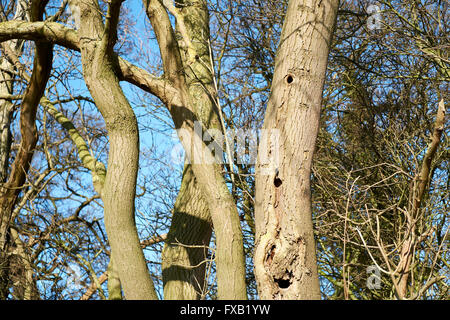 Picchio verde (Picus viridis) nidificazione di fori nel tronco di albero. Bedfordshire, Regno Unito. Foto Stock