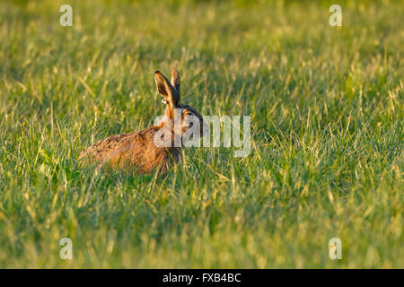 Brown Lepre seduta in erba Foto Stock