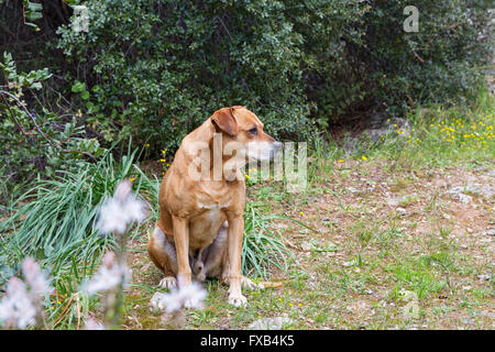 Senzatetto dog sitter sul prato vicino alla foresta Foto Stock