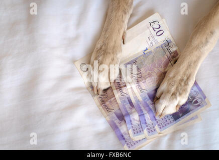 Cane zampe tenendo molti venti pound note Foto Stock