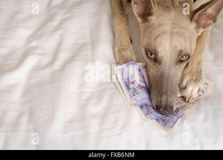 Cane sdraiato sul grande somma di denaro alla ricerca triste Foto Stock