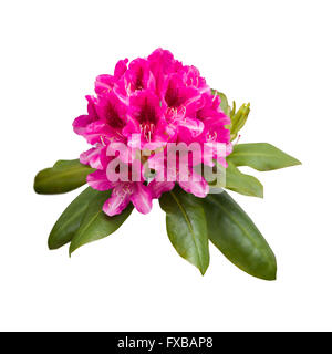 Rosa fiori di rododendro Foto Stock