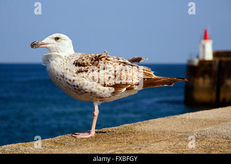 Closeup aringhe giovani gabbiano (Larus argentatus) arroccato su una parete, in Bretagna in Francia Foto Stock