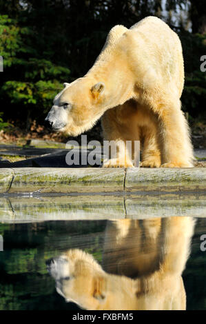 Closeup orso polare (Ursus maritimus) con la riflessione in acqua Foto Stock