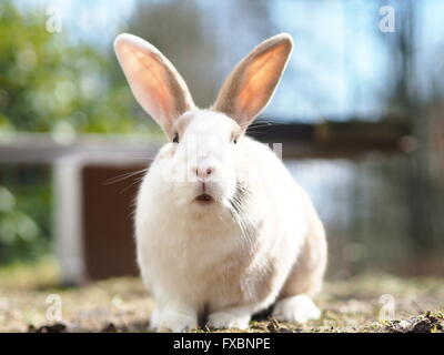 Marrone e bianco bunny / coniglio al di fuori, mix di Gigante fiammingo e nano lop Foto Stock