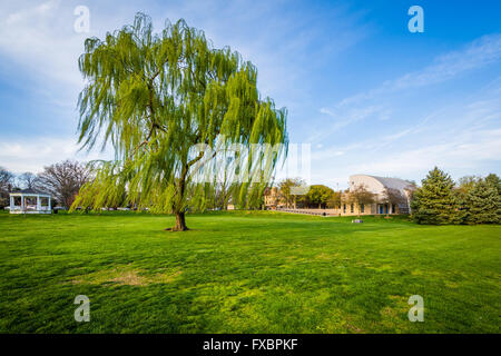 Salice piangente albero a Baker Park, in Frederick, Maryland. Foto Stock