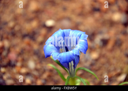 Close up Gentiana (blu cielo) Autunno Genziana su graniglia in casa alpina ad RHS Garden Harlow Carr Harrogate, Yorkshire Regno Unito. Foto Stock