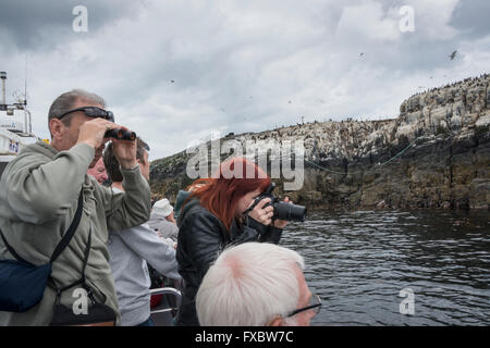 Bird watching sul farne Islands, Northumberland Foto Stock