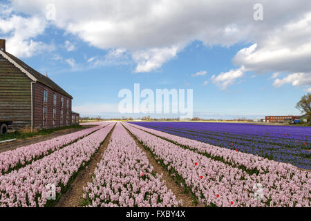 Il tempo primaverile in lui Paesi Bassi: un ampio angolo di visione della fioritura rosa e blu giacinti,Hillegom, South Holland. Foto Stock