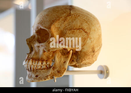 Homo Sapiens Sapiens. Moderno umano. Il cranio. Foto Stock