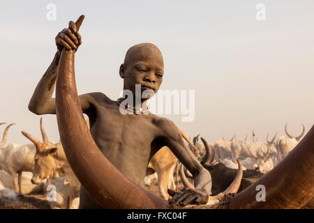 Il sud Sudan. Il 23 febbraio, 2016. Un ragazzo Mundari Pulisce delicatamente il suo bull di corna con fango per impedire loro di sfregamento e malattia. Essi eseguire questo rituale per due volte al giorno. Ankole-Watusi, noto anche come Ankole Longhorn, o "I bovini dei Re' è un 900 a 1,600 libbra specie razza bovina nativa dell Africa con segni distintivi di corna che può arrivare fino a 8 m di altezza. © Tariq Zaidi/ZUMA filo/ZUMAPRESS.com/Alamy Live News Foto Stock