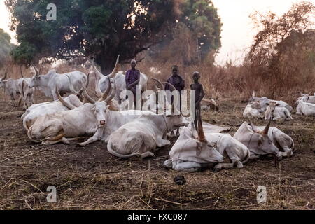 Il sud Sudan. Xiii gen, 2016. I bambini dalla tribù Mundari vegli su di loro mandria durante la mattina presto. Ankole-Watusi, noto anche come Ankole Longhorn, o "I bovini dei Re' è un 900 a 1,600 libbra specie razza bovina nativa dell Africa con segni distintivi di corna che può arrivare fino a 8 m di altezza. © Tariq Zaidi/ZUMA filo/ZUMAPRESS.com/Alamy Live News Foto Stock