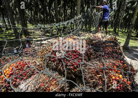 Il nord di Sumatra, Indonesia. Xiv Apr, 2016. Un lavoratore carichi di olio di palma frutto su un carrello a la palma da olio piantagione in Langkat di Nord Sumatra, Indonesia, 14 aprile 2016. Un El Nino meteo evento porta calore rovente in tutto il sudest asiatico, che colpiscono le palme da olio di frutta fresca rese e uscita di abbassamento in Malesia e Indonesia. © YT Haryono/Xinhua/Alamy Live News Foto Stock