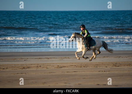 Spiaggia benone, Downhill, Limavady, Co Londonderry, Regno Unito 14 aprile 2016 piloti esercitano i loro cavalli sulla spiaggia Benone durante una bella serata di sole Credito: Eoin McConnell/Alamy Live News Foto Stock