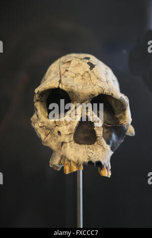 Homo habilis. Africa orientale e meridionale. -2,3-1,6 milioni di anni fa. Pleistocene medio. Tecnologia: Modalità 1 (Oldowan). Foto Stock