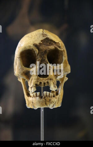 Homo Floresiensis 'Flores Man' o 'hobbit'. Isola di Flores, Indonesia. -18.000. Pleistoceno delle dimensioni del cervello: -400 cm3. Foto Stock
