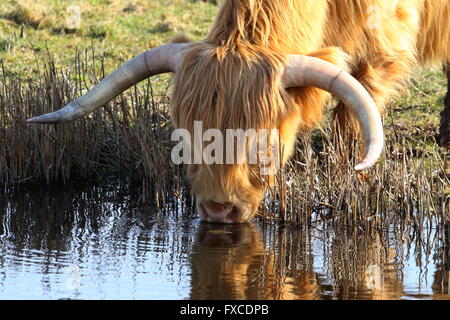 Highland bovini di bere dalla diga Foto Stock