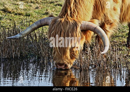 Highland bovini di bere dalla diga Foto Stock