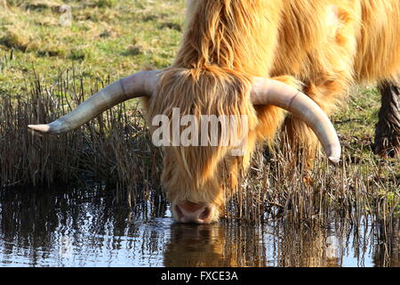 Highland bovini di bere dalla diga Foto Stock