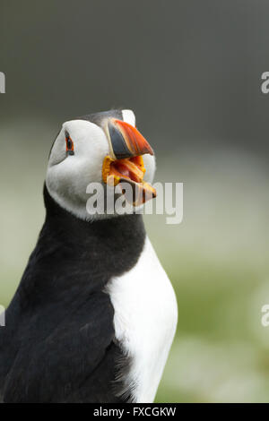 Atlantic puffin Fratercula arctica, adulto, sbadigli, lo stoppino, Skomer, Wales, Regno Unito in giugno. Foto Stock