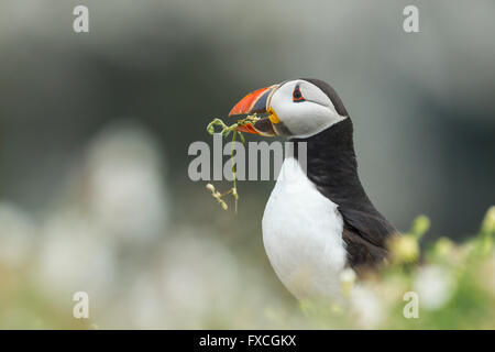 Atlantic puffin Fratercula arctica, adulto, la raccolta di materiale di nidificazione, Skomer, Wales, Regno Unito in giugno. Foto Stock