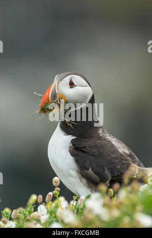 Atlantic puffin Fratercula arctica, adulto, la raccolta di materiale di nidificazione, Skomer, Wales, Regno Unito in giugno. Foto Stock