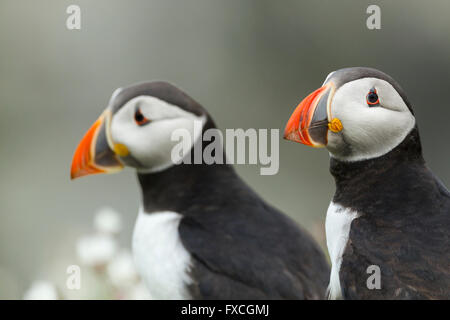 Atlantic puffin Fratercula arctica, due adulti, lo stoppino, Skomer, Wales, Regno Unito in giugno. Foto Stock