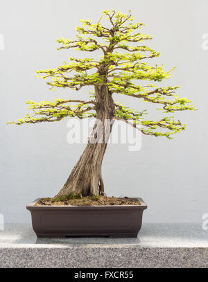 Cipresso calvo Bonsai (Taxodium distichum) Foto Stock