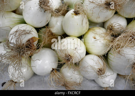Erba cipollina è il nome comune di Allium schoenoprasum, una specie commestibili della specie Allium genere. Calahorra, La Rioja, Spagna, Europa Foto Stock