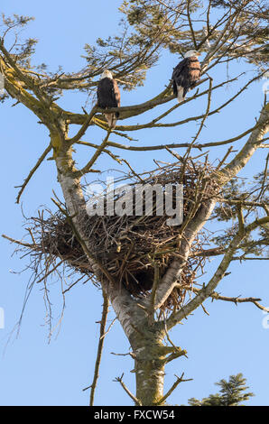Aquile calve e nido, Haliaeetus leucocephalus, Isola Westham, Delta, British Columbia, Canada Foto Stock