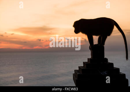 Monkey al Tramonto al Tempio di Uluwatu - Bali, Indonesia Foto Stock