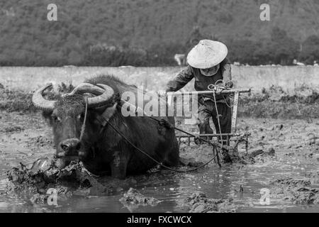 Cat Ba Island, Vietnam - Febbraio 2016. Una donna di aratura di risone in campo con un bufalo. Foto Stock