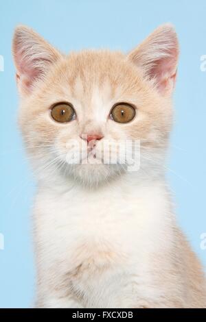 British Shorthair Kitten Foto Stock