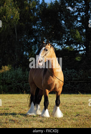 Gypsy Vanner cavallo stallone in allevamento Foto Stock