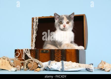 British Shorthair Kitten Foto Stock