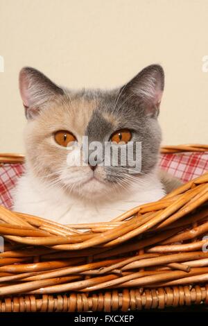 British Shorthair ritratto Foto Stock