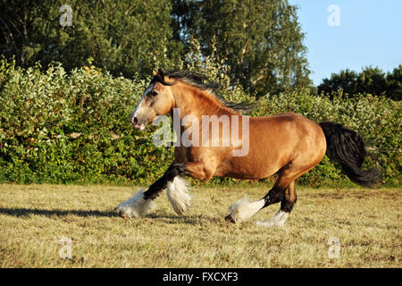 Gypsy Vanner cavallo stallone in allevamento Foto Stock