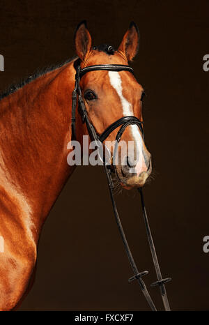 Splendida razza cavallo dressage ritratto in dark stabile Foto Stock