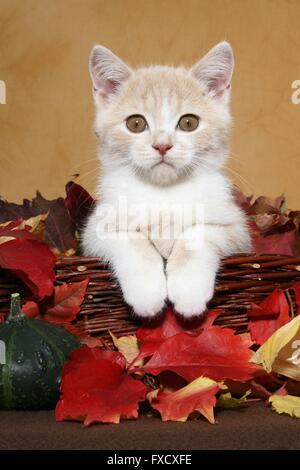 British Shorthair Kitten Foto Stock