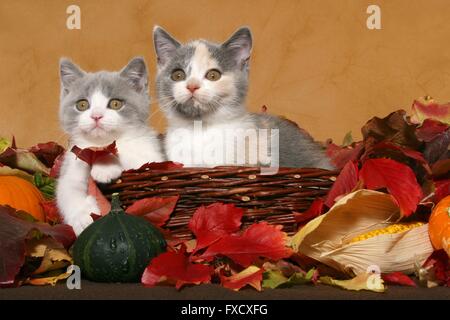 2 British Shorthair Kitten Foto Stock