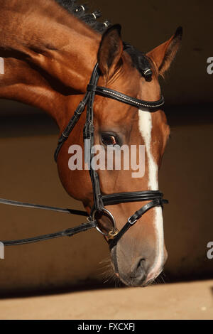 Splendida razza cavallo dressage ritratto in dark stabile Foto Stock