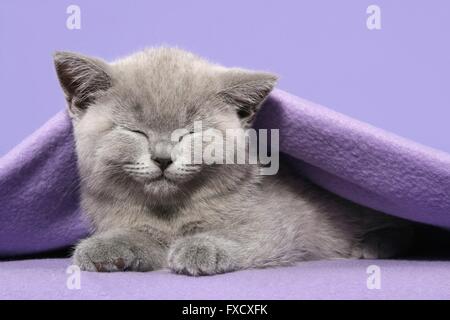 Sleeping British Shorthair Kitten Foto Stock