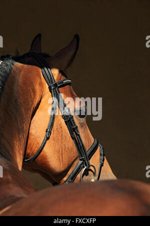 Splendida razza cavallo dressage ritratto in dark stabile Foto Stock