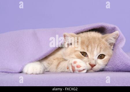 British Shorthair Kitten Foto Stock