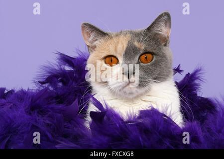 British Shorthair ritratto Foto Stock