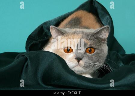 British Shorthair Foto Stock