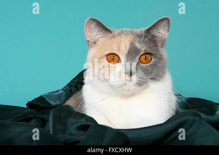 British Shorthair ritratto Foto Stock